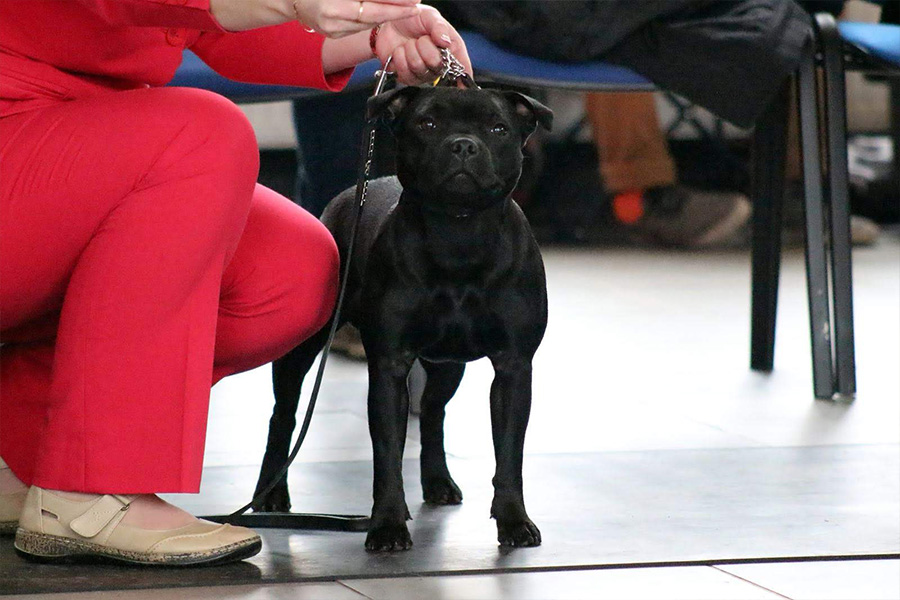 IRON FIST Domidar Dogs