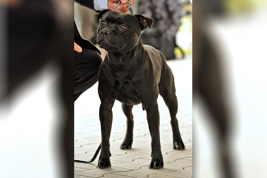 KALASHNIKOV Domidar Dogs