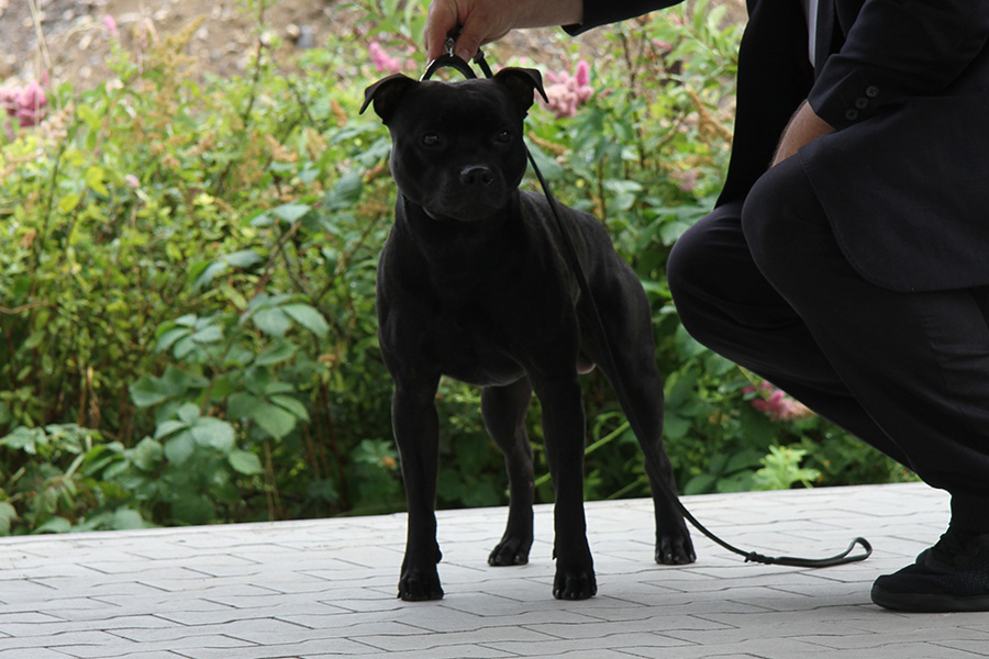 KALASHNIKOV Domidar Dogs