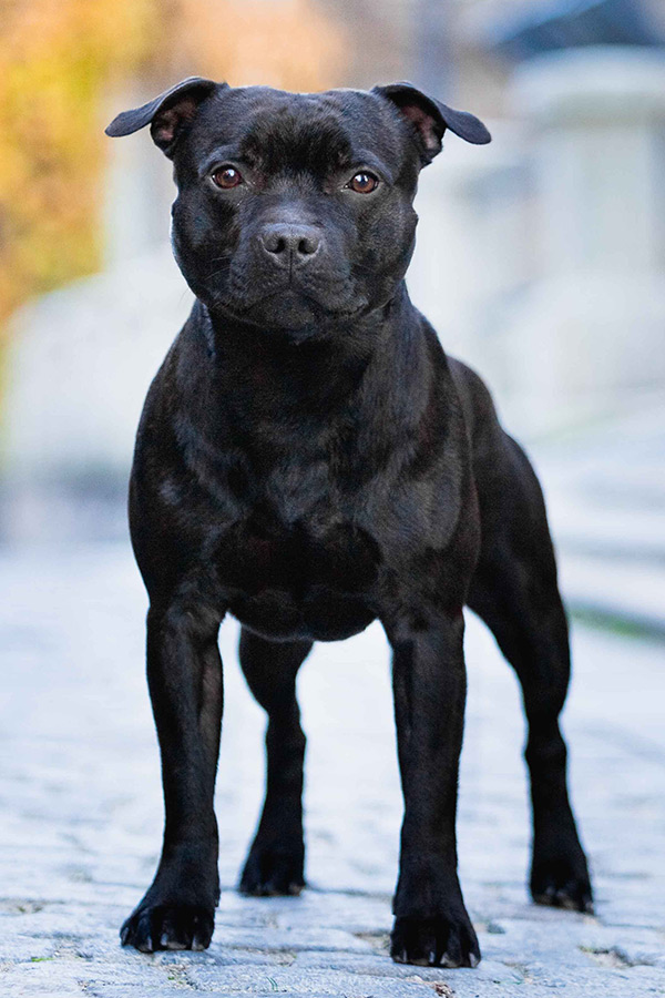 KILLER BEE Domidar Dogs