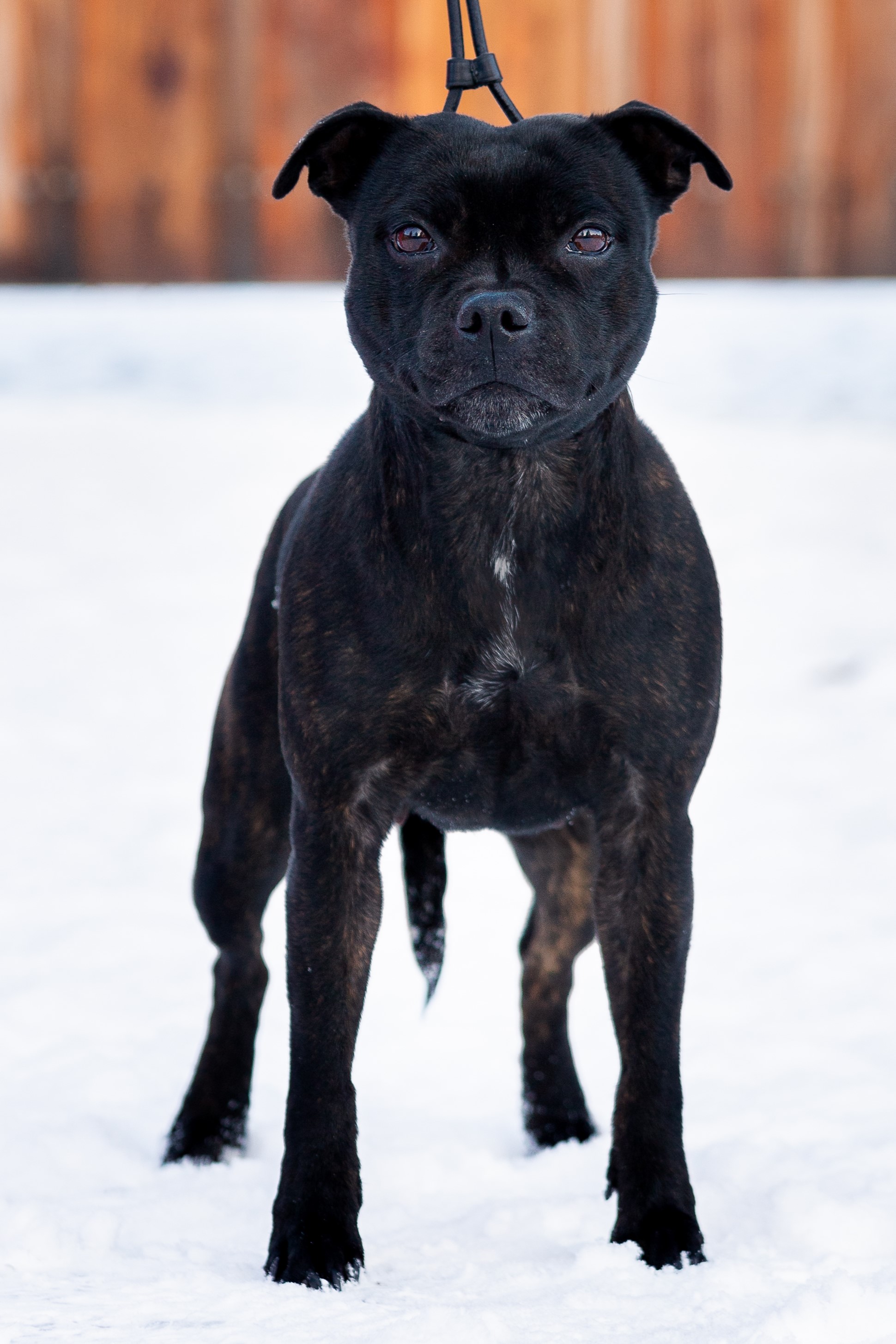 MAMMA MIA Domidar Dogs