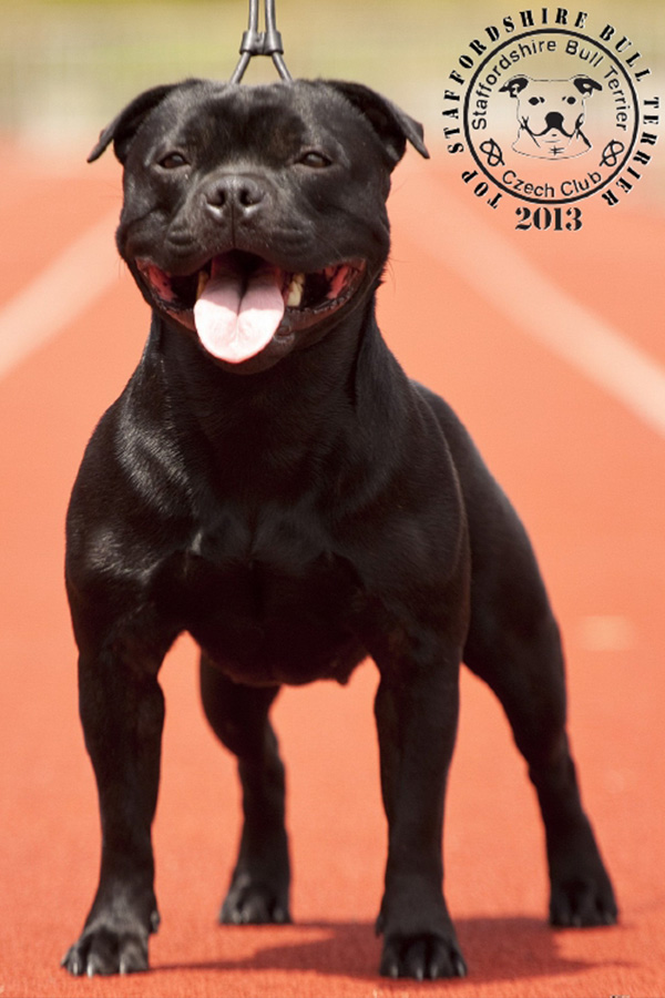 staffordshire bullterrier kennel