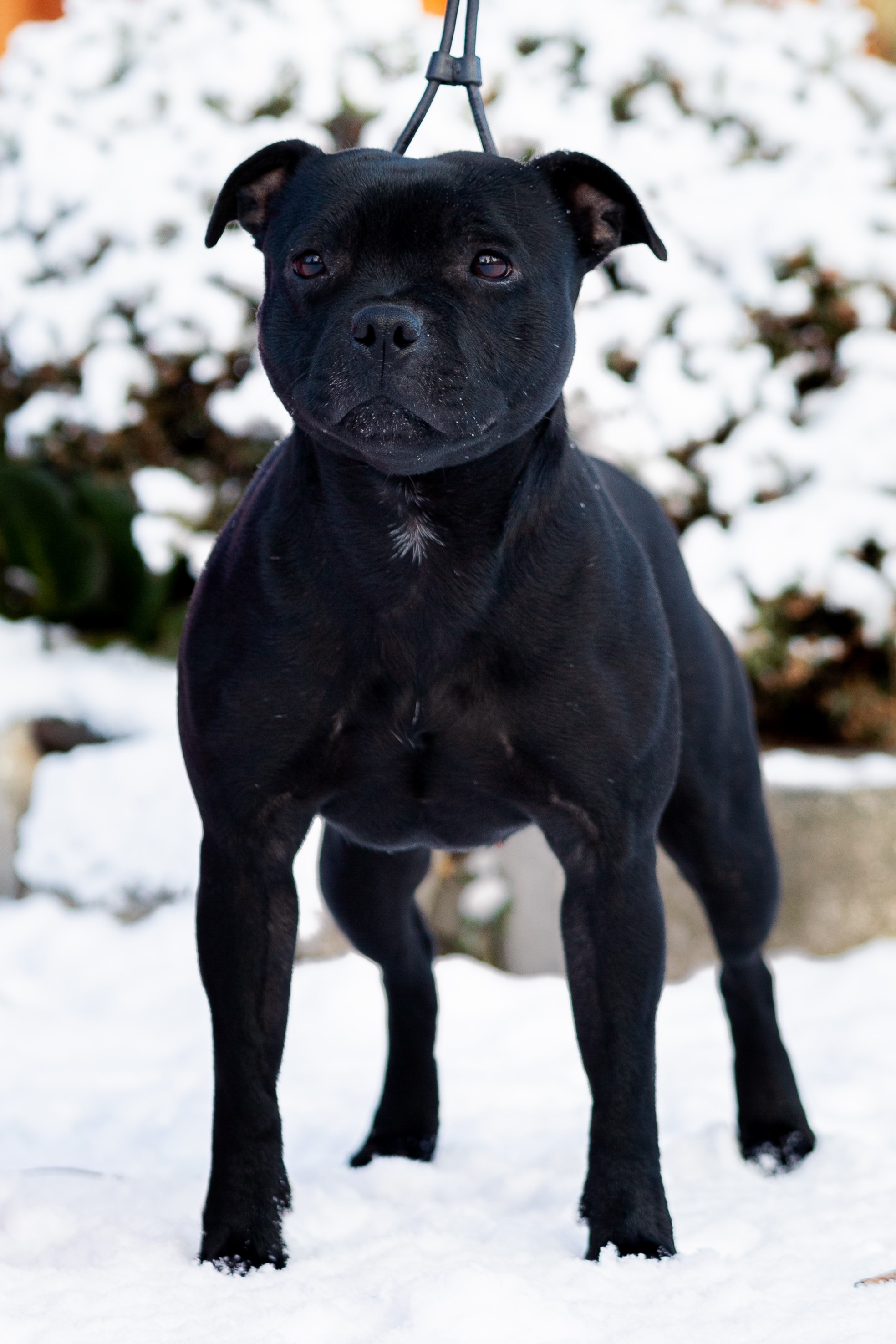 OUT OF CONTROL Domidar Dogs