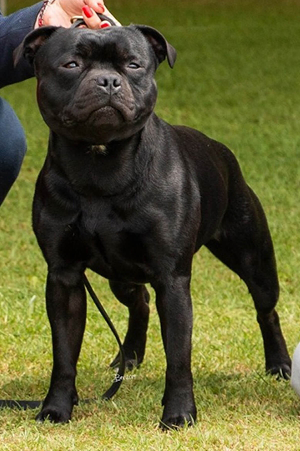 UkCh. Northstaff NOTORIOUS