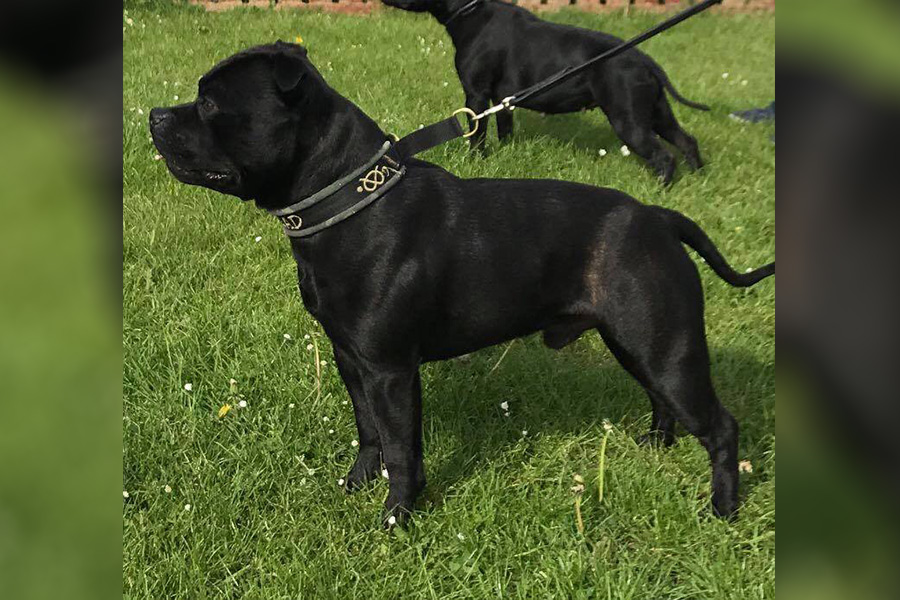 UKCh. Molru Alright Dave