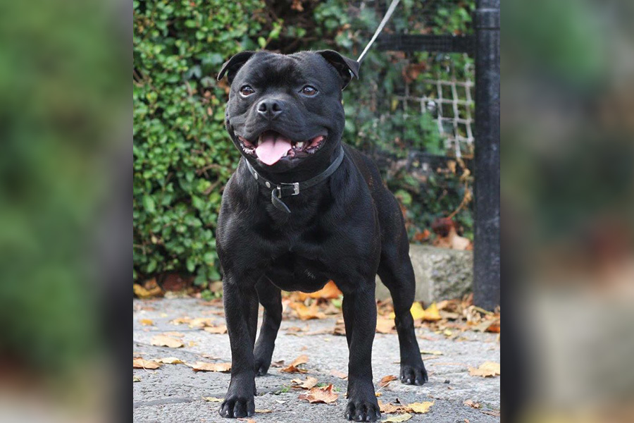 UKCh. Molru Alright Dave