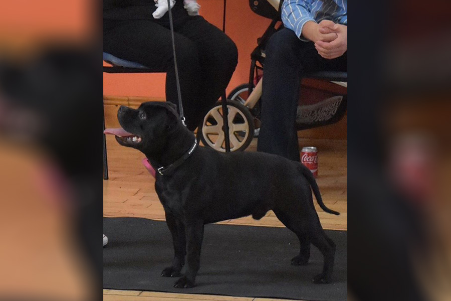 UKCh. Molru Alright Dave