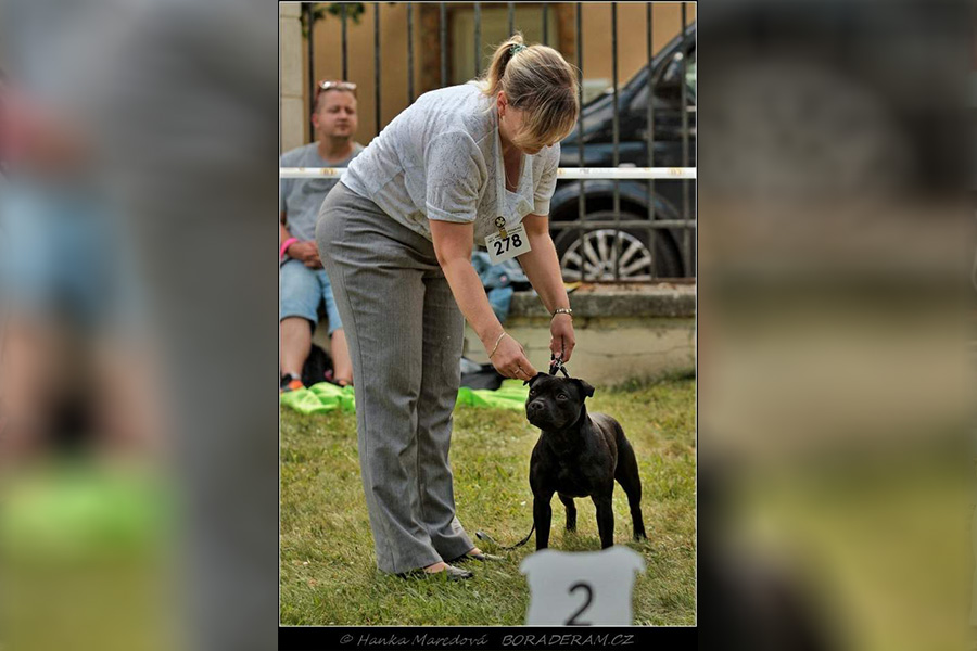 JCh. Iron Fist Domidar Dogs