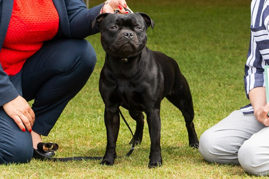 UK Ch. Northstaff Notorious