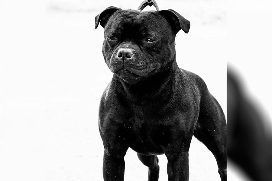 UK Ch. Northstaff Notorious