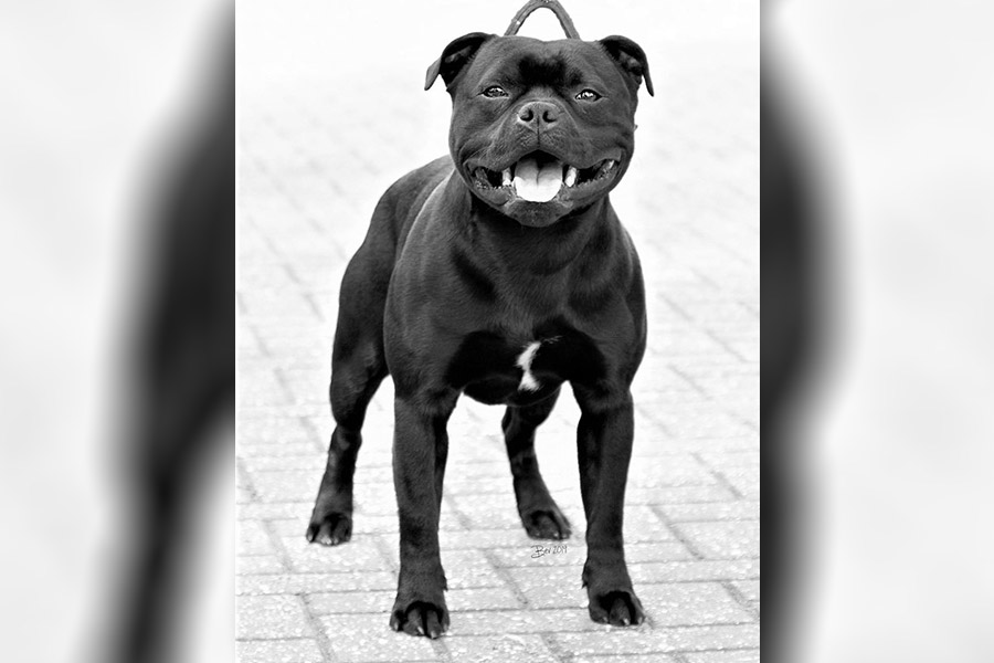 Gazstaff´s MAN IN BLACK FOR ANTONIOSTAFF