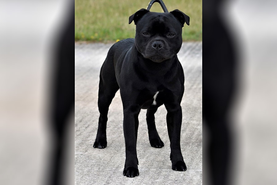 Gazstaff´s MAN IN BLACK FOR ANTONIOSTAFF