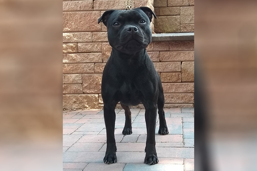 KISS OF DEATH Domidar Dogs