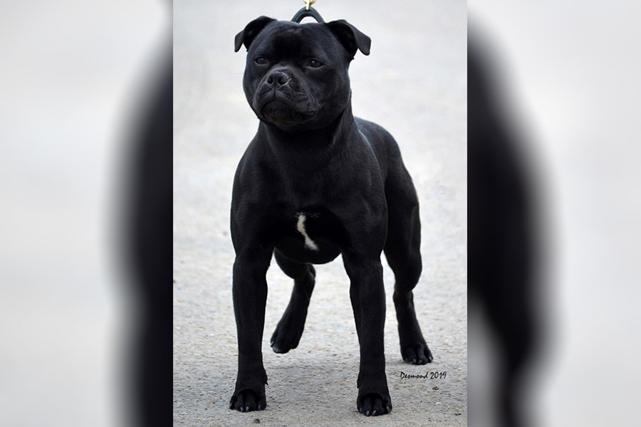 Gazstaff´s MAN IN BLACK FOR ANTONIOSTAFF