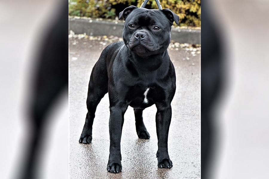 Gazstaff´s MAN IN BLACK FOR ANTONIOSTAFF