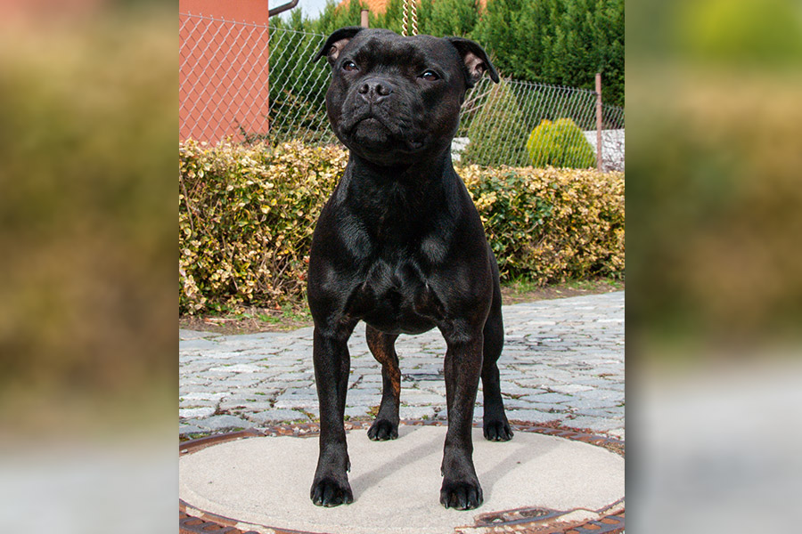 KISS OF DEATH Domidar Dogs