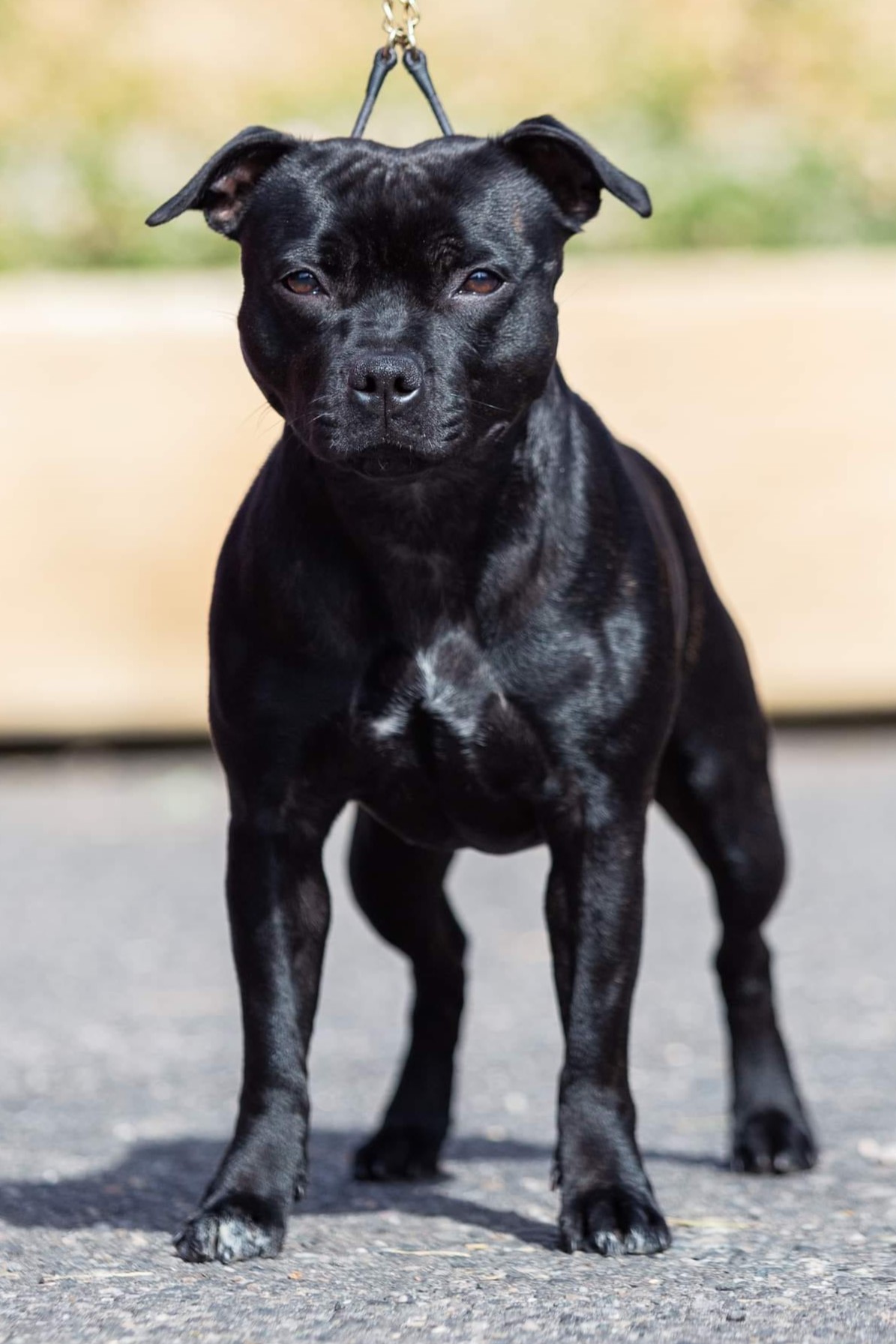 PRETTY ANGRY Domidar Dogs