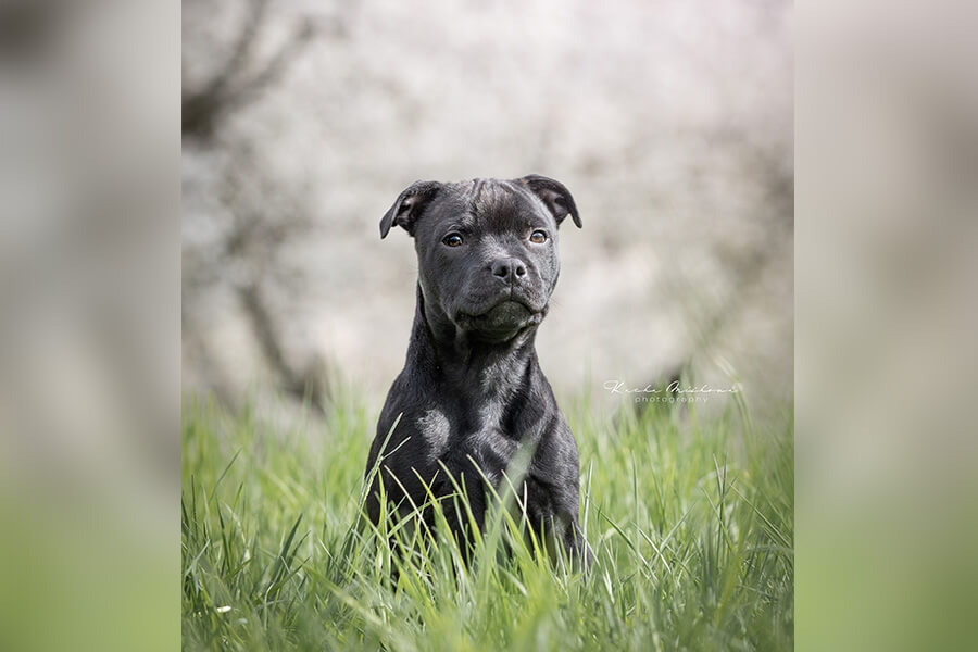 PROUD TO BE Domidar Dogs