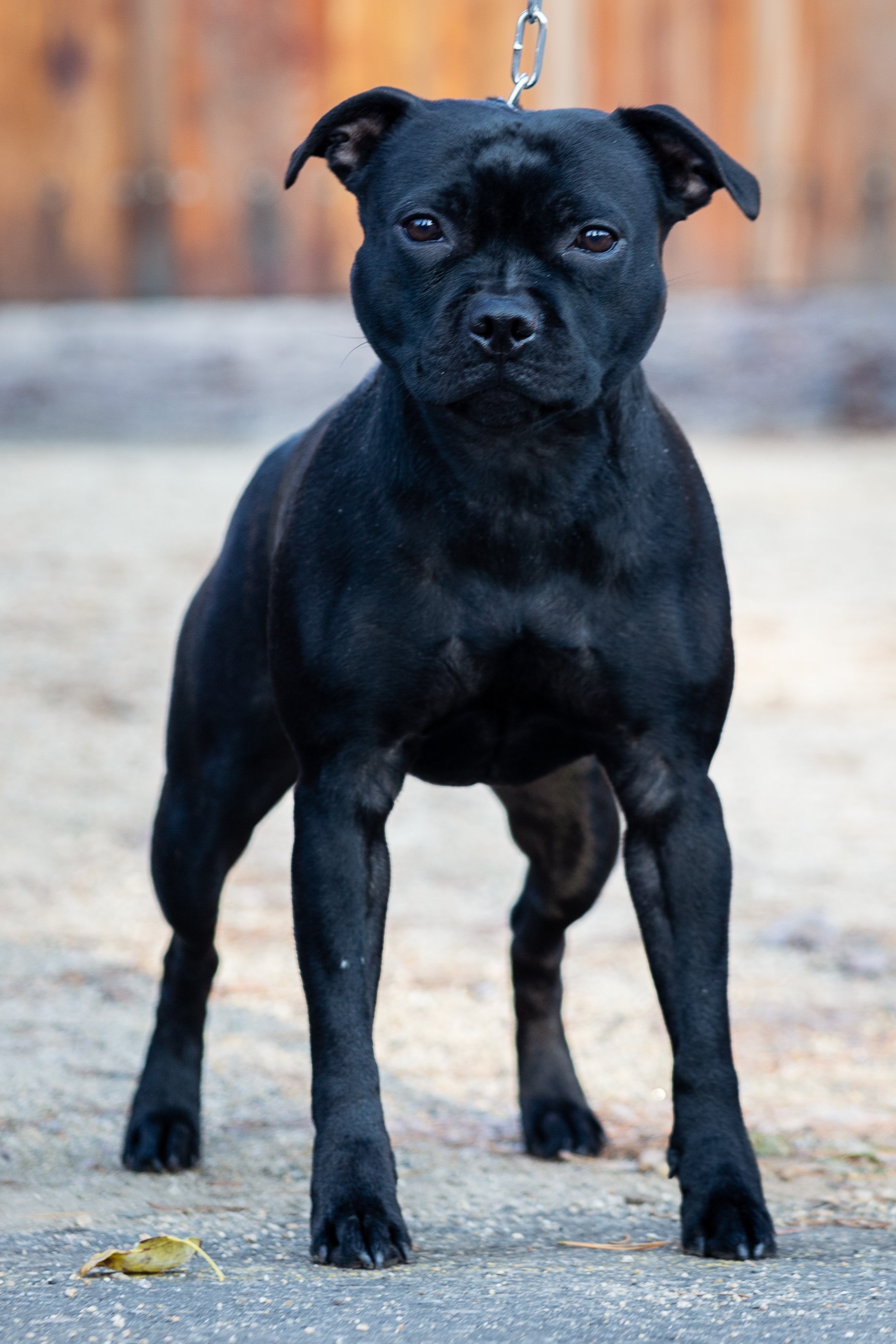 RAZOR SHARP Domidar Dogs