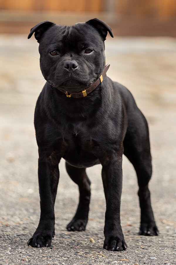 SAMURAI OF Domidar Dogs