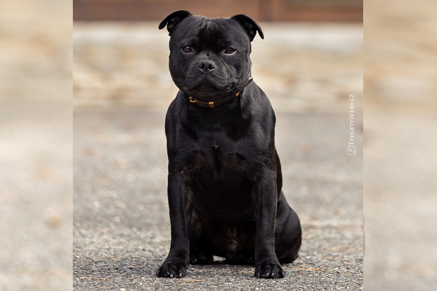 SAMURAI OF Domidar Dogs