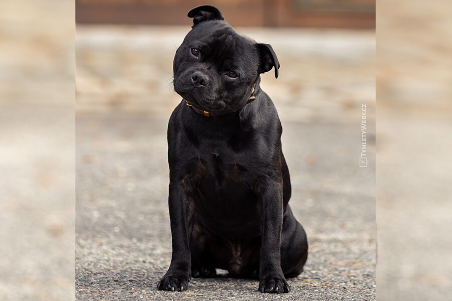 SAMURAI OF Domidar Dogs