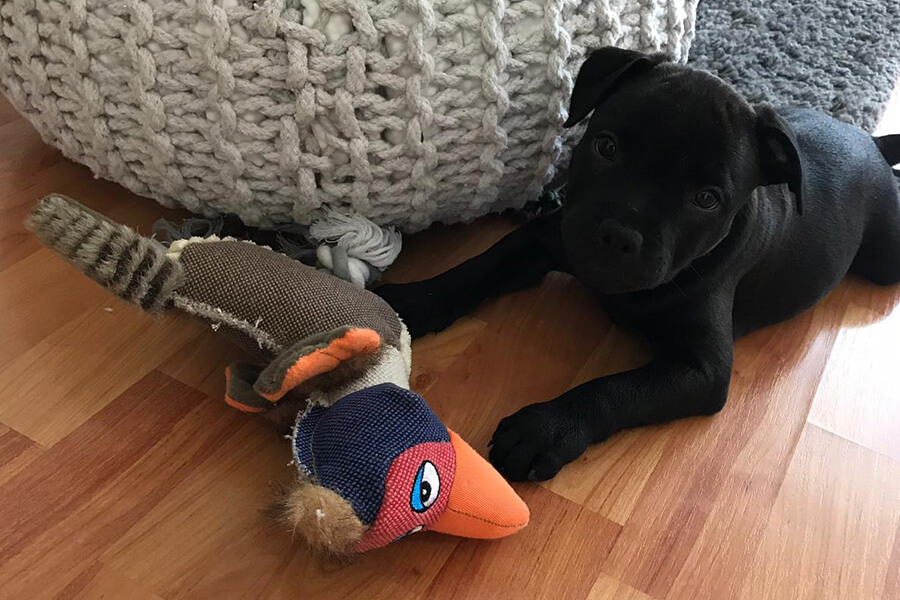 Štěňata z CHS Domidar Dogs