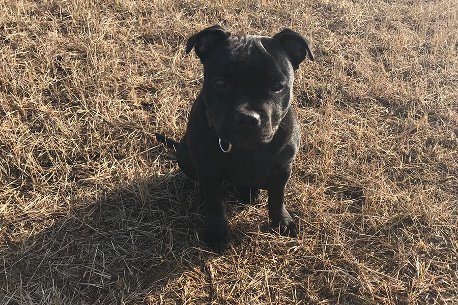 Štěňata z CHS Domidar Dogs