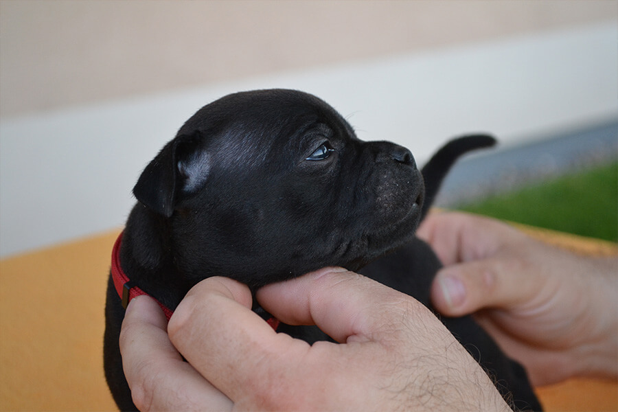 Štěňata z CHS Domidar Dogs