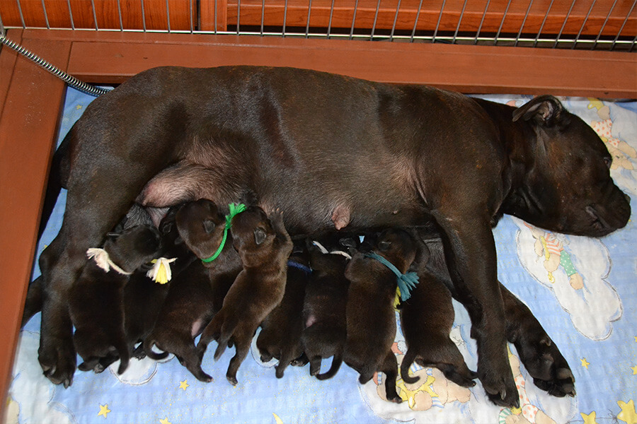 Štěňata z CHS Domidar Dogs