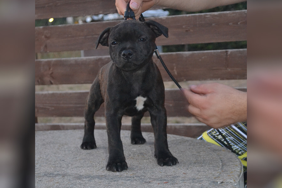 Štěňata z CHS Domidar Dogs