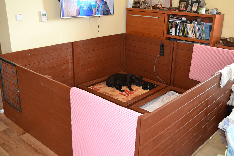 Štěňata z CHS Domidar Dogs
