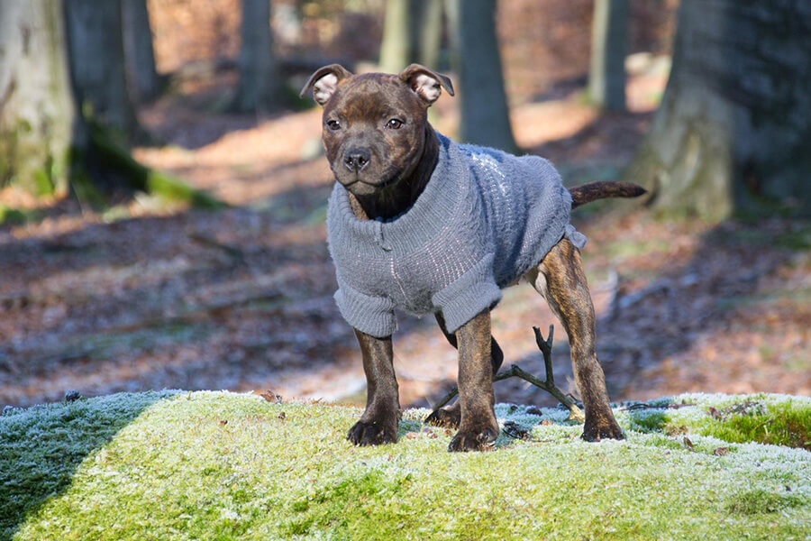Štěňata z CHS Domidar Dogs