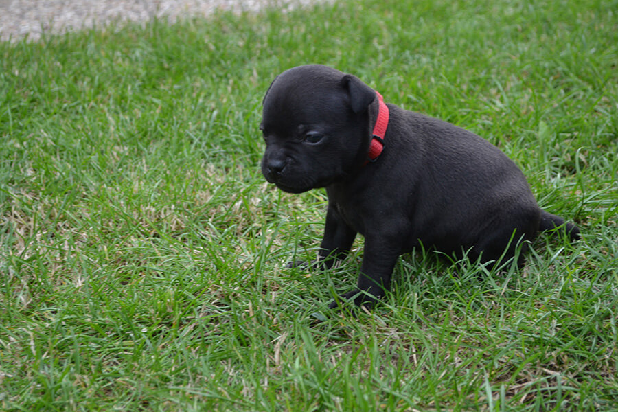 Štěňata z CHS Domidar Dogs