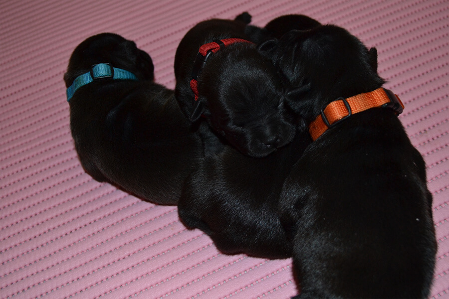 Puppies from Domidar Dogs Kennel