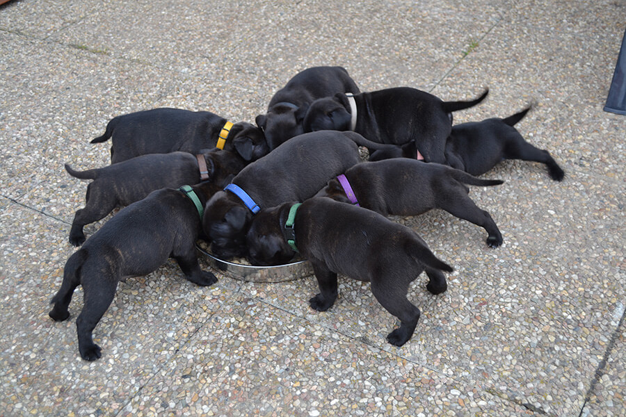 Štěňata z CHS Domidar Dogs