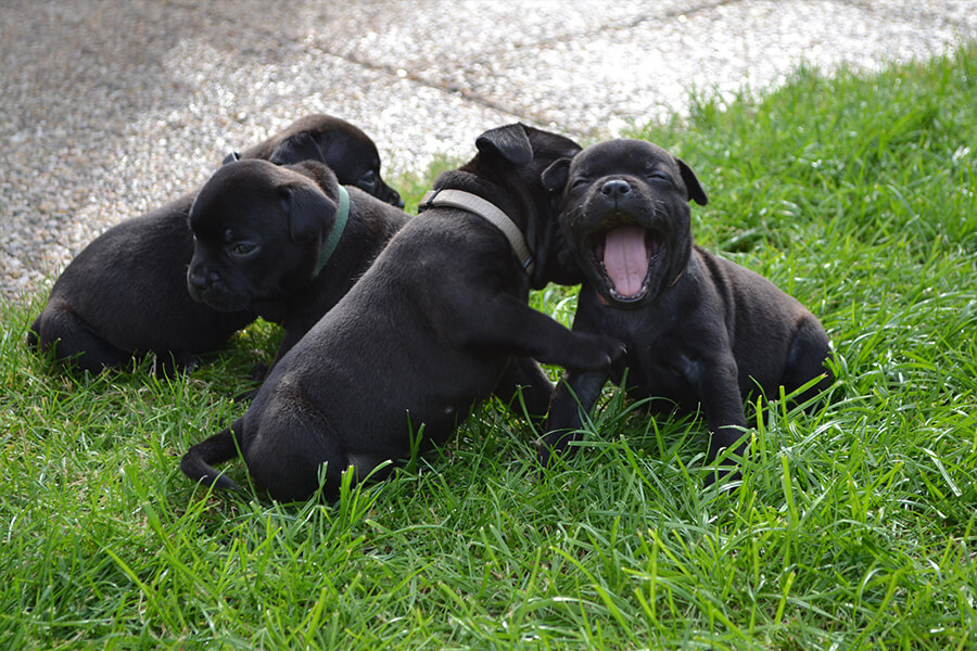 Puppies from Domidar Dogs Kennel