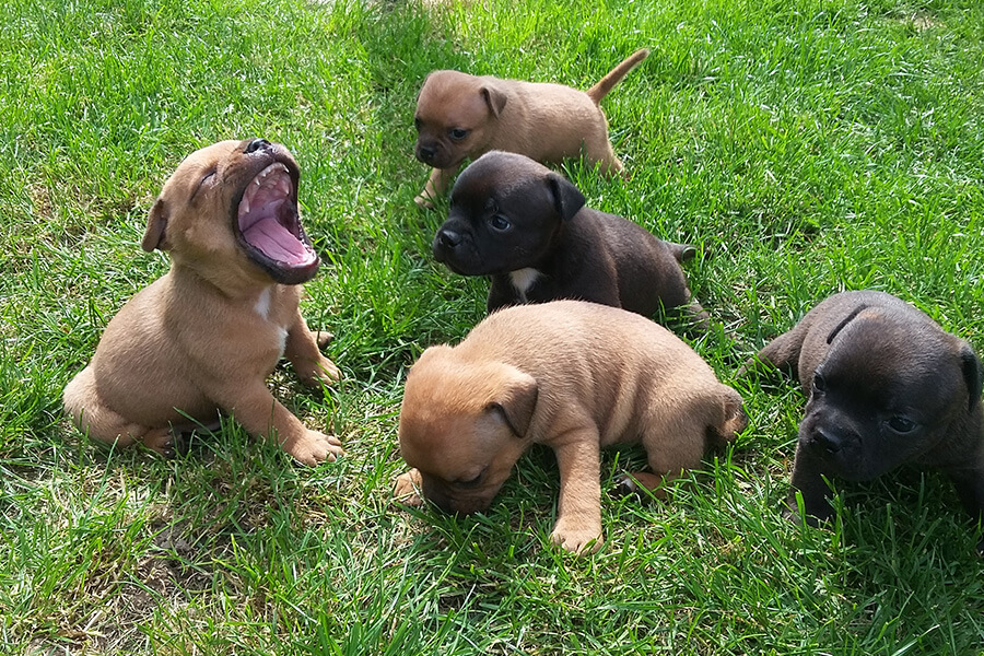 Štěňata z CHS Domidar Dogs