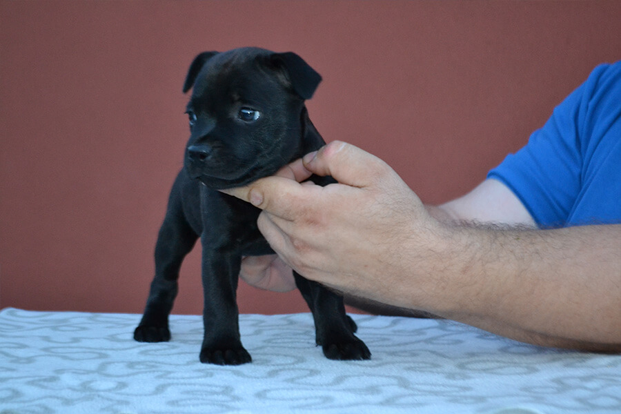 Štěňata z CHS Domidar Dogs