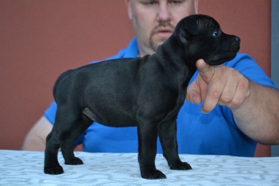 Štěňata z CHS Domidar Dogs