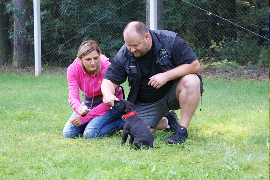 Štěňata z CHS Domidar Dogs