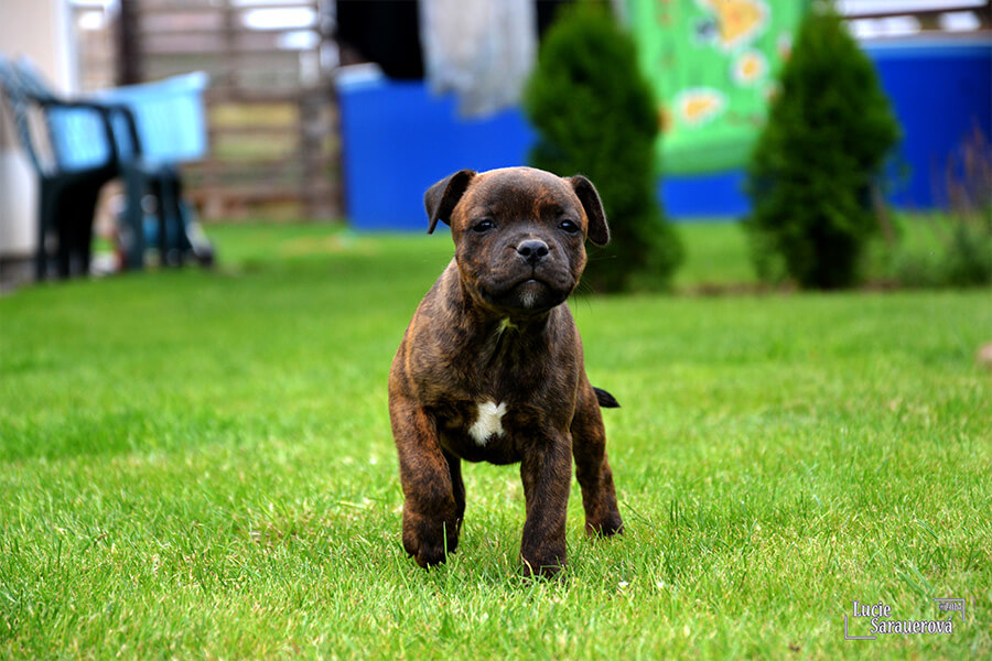 Štěňata z CHS Domidar Dogs