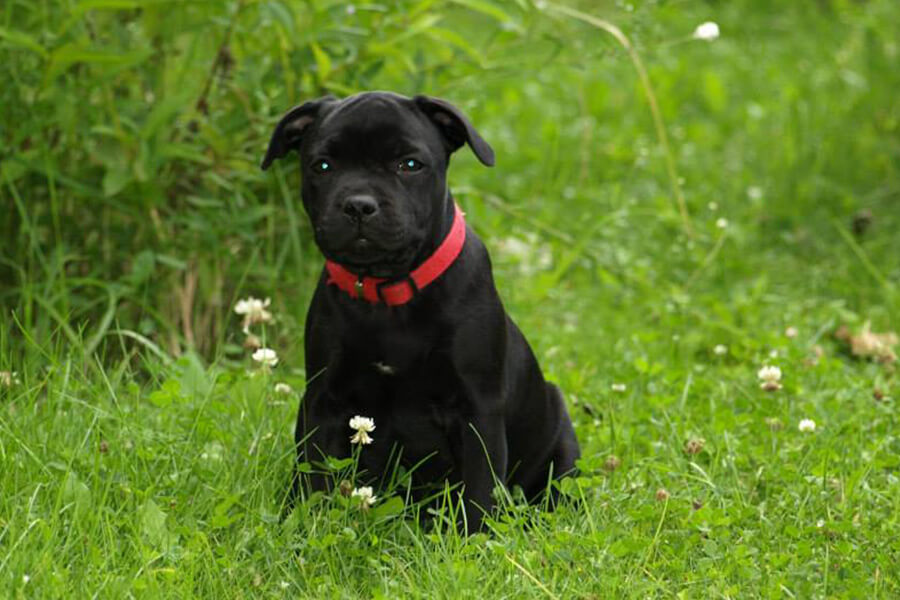 Štěňata z CHS Domidar Dogs