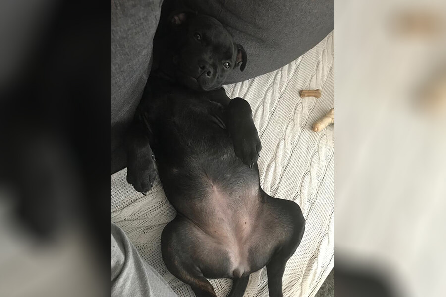 Štěňata z CHS Domidar Dogs