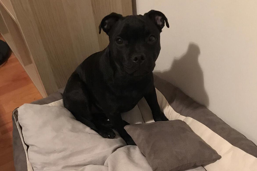 Štěňata z CHS Domidar Dogs
