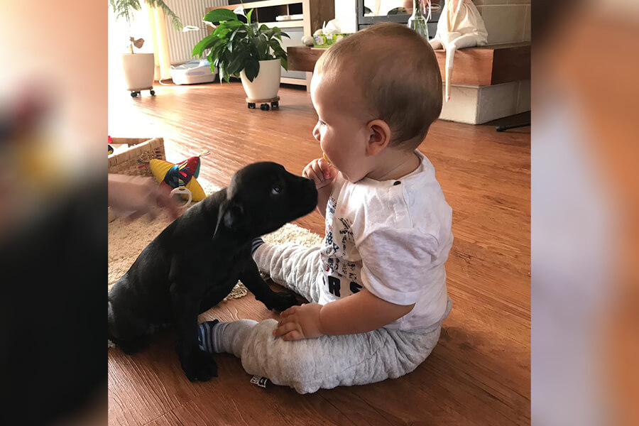 Štěňata z CHS Domidar Dogs