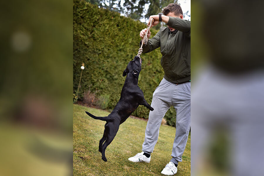 Štěňata z CHS Domidar Dogs