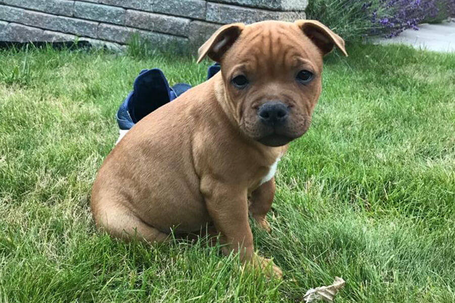 Štěňata z CHS Domidar Dogs