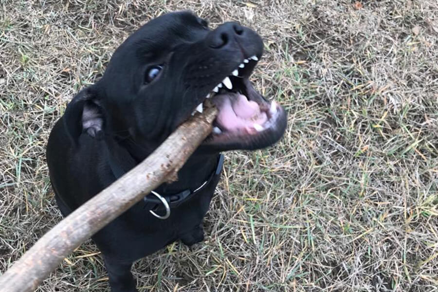 Štěňata z CHS Domidar Dogs