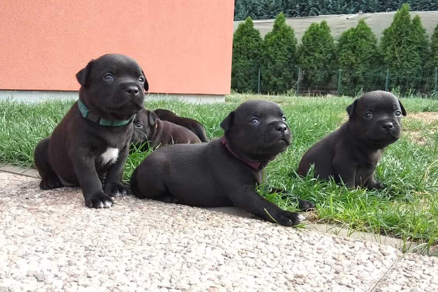 Štěňata z CHS Domidar Dogs